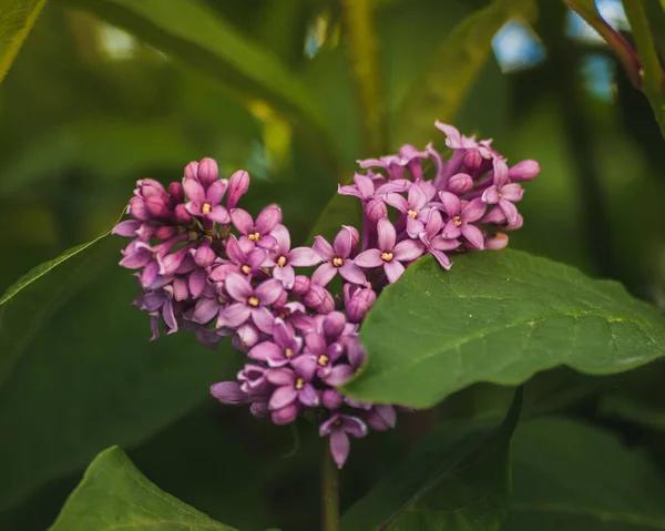 Closeup Shot Purple Common Lilac Plant Blurred Green Leaves Garden — Stock Photo, Image