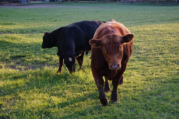 Grupo Vacas Aberdeen Angus Marrones Negras Pastando Granja Pastos — Foto de Stock
