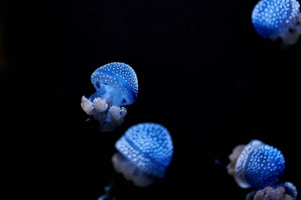 Australian Spotted Jellyfish Phyllorhiza Punctata Iluminado Azul Nadando Água Fundo — Fotografia de Stock