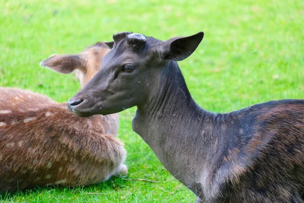 Svart Get Med Avsågade Horn Hage Bakgrunden — Stockfoto