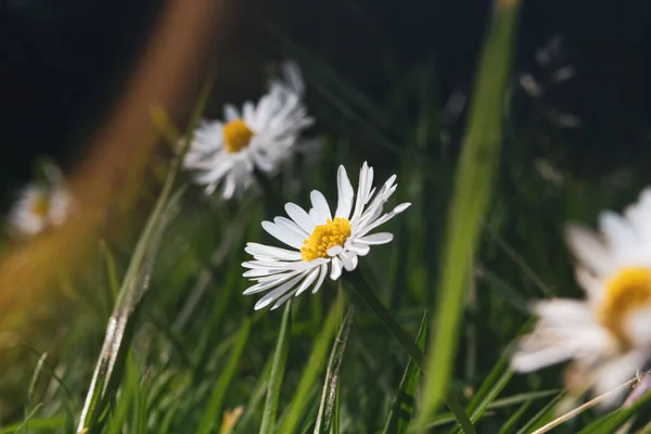 田野里盛开的雏菊的特写镜头 — 图库照片