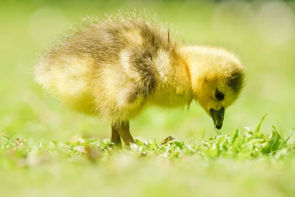 Portrait Cute Little Goose Grazing Green Grass Rays Sun — Stock Photo, Image