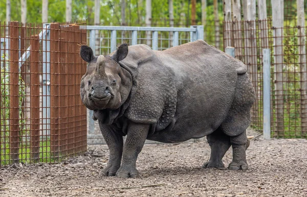 Duży Nosorożec Stojący Obok Metalowych Ogrodzeń Zoo — Zdjęcie stockowe