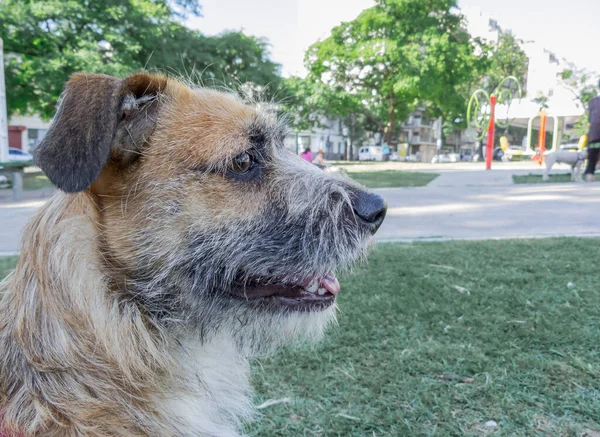 Ehrliche Tieraufnahmen Buenos Aires Argentinien — Stockfoto