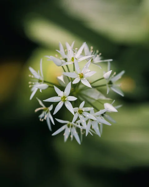 Tiro Vertical Uma Planta Com Pequenas Flores Brancas Fundo Embaçado — Fotografia de Stock