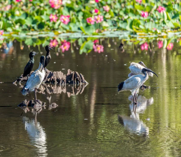 Close Grupo Pássaros Superfície Água Australiano Ibises Brancos Pequenos Corvos — Fotografia de Stock