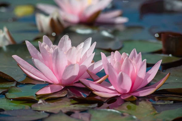 Une Sélection Fleurs Lotus Dans Étang — Photo