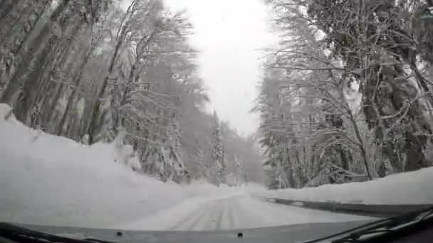 Pov Snowy Road Surrounded Conifers Driving Car — Stock Video