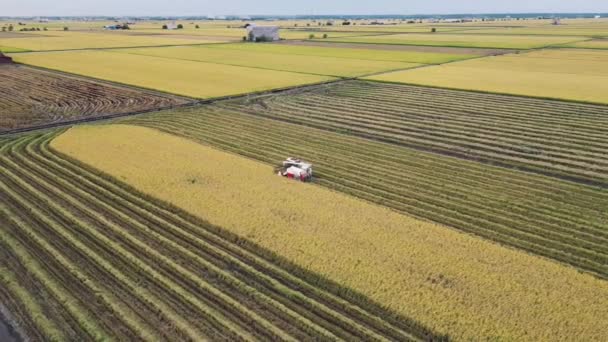 Letecký Pohled Traktor Sklízející Plodiny Velkých Zemědělských Polích — Stock video