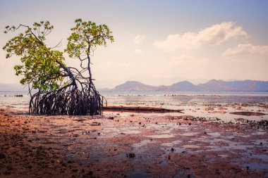 Endonezya 'da tuzlu su kırıntılarında yetişen mangrov ağaçlarının manzarası