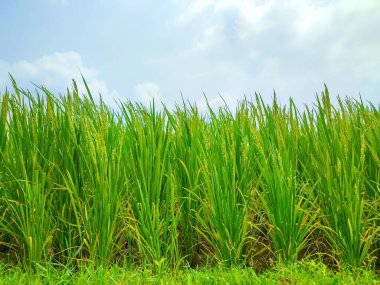 Yeni yetişen pirinç tarlalarına yakın çekim, yağmurdan sonra taze yeşil tarlalar