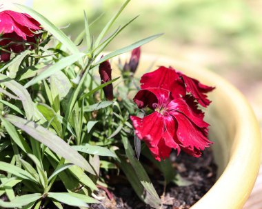 Kurutulmuş kırmızı saksı çiçeklerinin yakın plan çekimi.