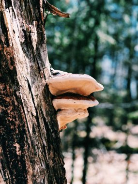 Ormandaki yaşlı bir ağaçta seçici bir mantar.