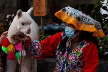 Cusco, Peru 'da yerel bir kadın ve genç bir Alpaca.