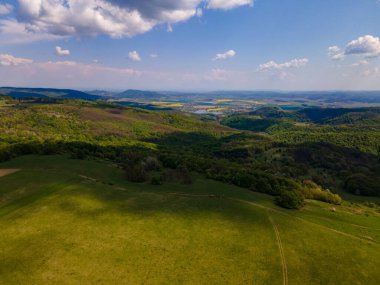 Güneşli bir günde yeşil manzaralı bir orman.