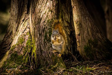 Kahverengi sincabın ağaç gövdesinde dikilip,