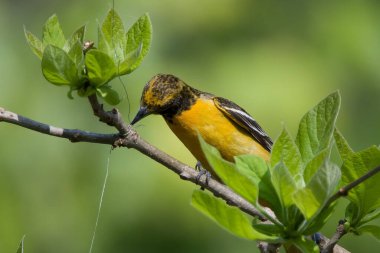 Tatlı sarı ve siyah Baltimore Oriole Dal üzerindeki oltayı çözmeye çalışıyor
