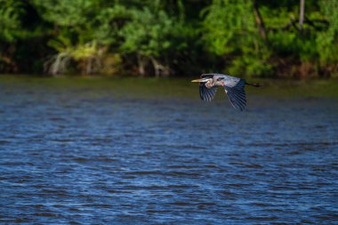 Mavi gölün üzerinde süzülen gri bir balıkçıl.