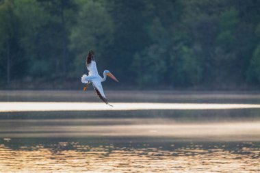Göl üzerinde uçan bir pelikan.