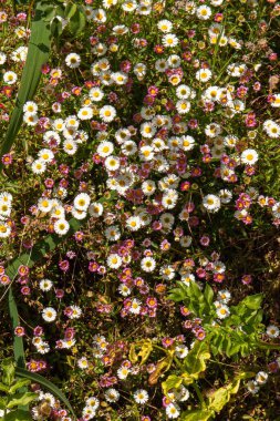 Güneş ışığı altında çiçek açan yeşil yapraklı bir yığın papatyanın yakın plan çekimi.