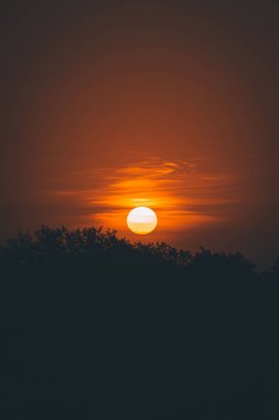 Ağaçların siluetlerinin dikey görüntüsü turuncu gökyüzünde parlayan güneşe karşı..