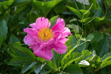 Güneşin altındaki peeonia laktiflora