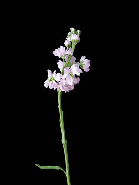 Mor dekoratif çiçeklerin dikey çekimi koyu bir arkaplanda izole edilmiş.