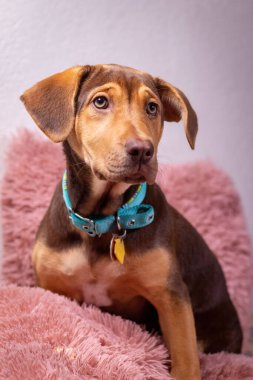 Şirin kahverengi Polonyalı tazı köpeği mavi yakalı evdeki yumuşak yastıkta oturuyor.