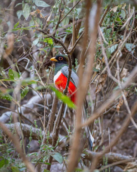 Tiro Vertical Trogon Elegante Empoleirado Ramo — Fotografia de Stock