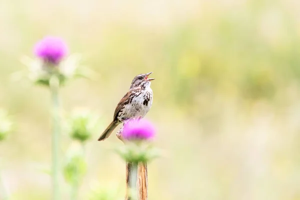 Funny Song Sparrow Perched Flower — Stock Photo, Image