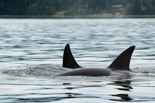 Eine Schöne Aufnahme Von Zwei Flossen Schwimmender Orcas Der Cowichan — Stockfoto