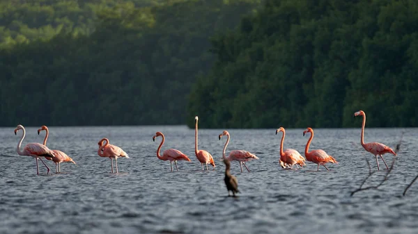 Beautiful Shot Flamboyance Pink Flamingos Wading Water Forest Background — Stock Photo, Image