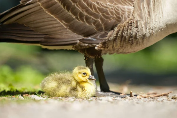 Selective Shot Small Yellow Gosling Next Mother Goose Rays Sun — Stock Photo, Image