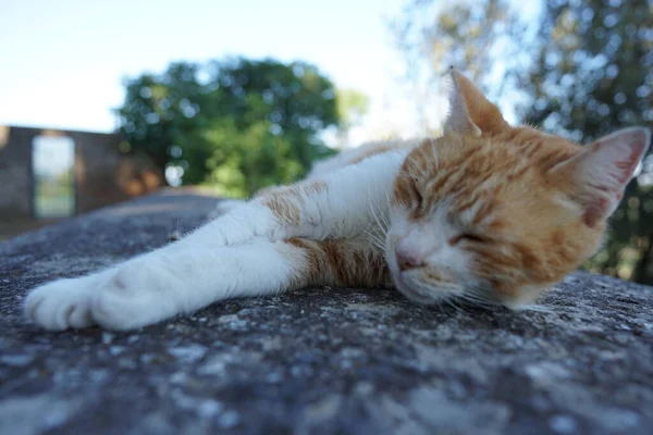 Gün Işığında Kayanın Üstünde Uyuyan Güzel Bir Kedi Arka Planda — Stok fotoğraf