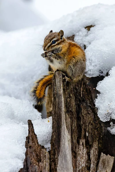 Closeup Chipmunk Sitting Log Snow Eating Pine Cone — Stock Photo, Image