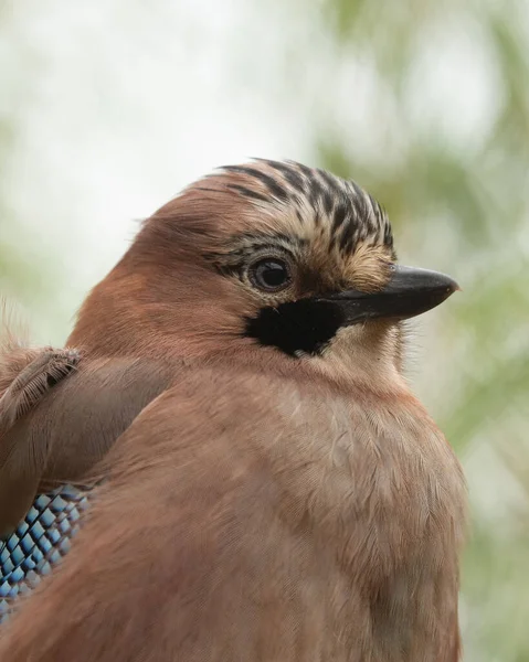 Vertikal Närbild Eurasiska Jay Suddig Bakgrund — Stockfoto