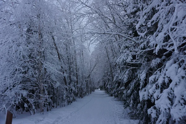 アラスカの白い雪の森を抜ける道の景色 — ストック写真