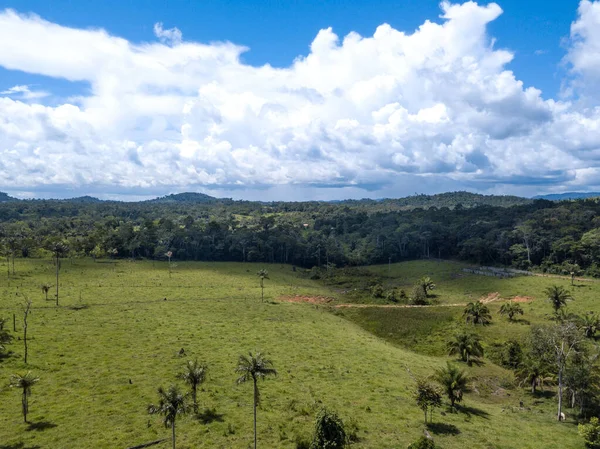 Piękny Widok Lasów Deszczowych Amazonii Słoneczny Dzień — Zdjęcie stockowe