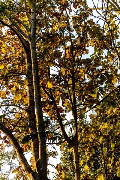 Eine Vertikale Aufnahme Eines Waldes Einem Sonnigen Herbsttag — Stockfoto