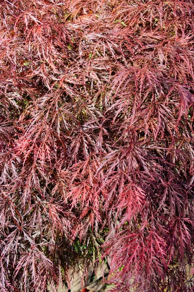 Tiro Vertical Acer Dissectum Vermelho Dia Ensolarado — Fotografia de Stock