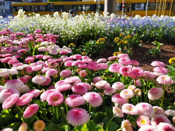 Closeup Pink Bellis Perennis Flowers Park — Stock Photo, Image