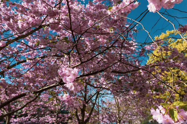 Una Bella Foto Fiori Rosa Che Sbocciano Sugli Alberi Una — Foto Stock