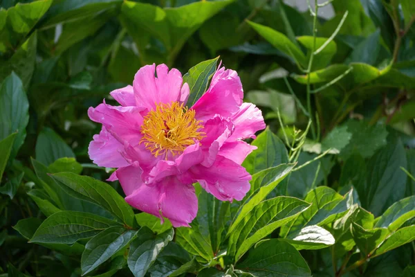 Güneşin altındaki peeonia laktiflora