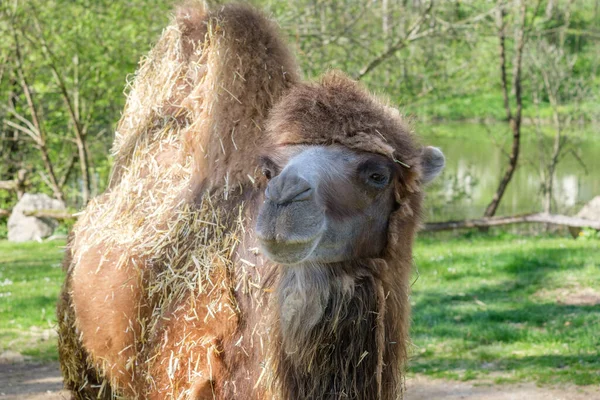 Primer Plano Camello Mirando Cámara Pie Campo Zoológico Haag — Foto de Stock