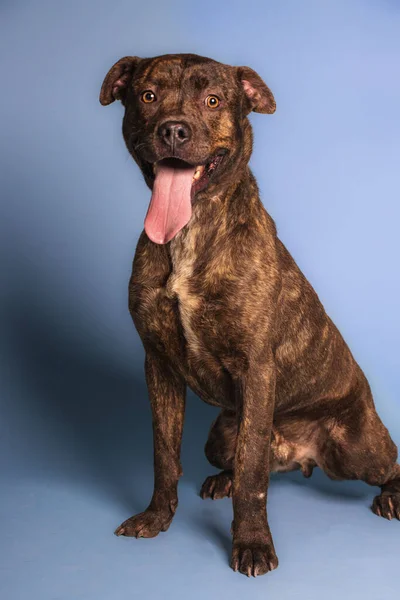 Vertical Closeup Shot Pit Bull Dog Blue Background — Stock Photo, Image