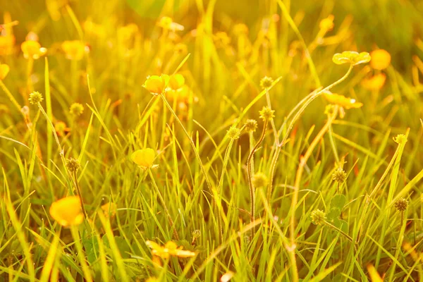 Closeup Shot Field Tickseed Flowers Blurry Background — Stock Photo, Image