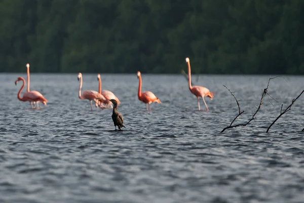 Closeup Shot Pygmy Cormorant Front Flamingos Lake — Stock Photo, Image