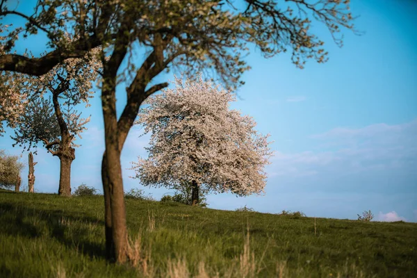 Blooming Cherry Blossom Tree Park — Stock Photo, Image