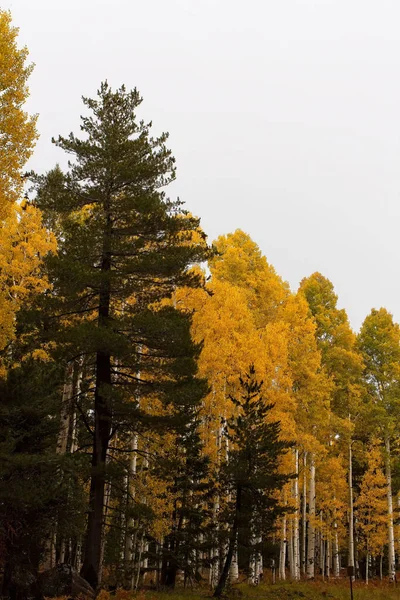 Sonbaharda Ormanda Sarı Kavak — Stok fotoğraf