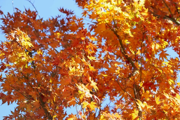 Rote Und Gelbe Herbstfärbung Ahornblätter Gegen Klaren Blauen Himmel — Stockfoto